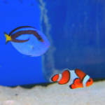 Two fish resembling the characters from the film "Finding Nemo"