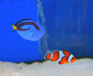 Two fish resembling the characters from the film "Finding Nemo"