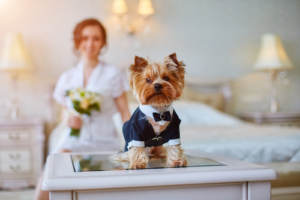A pet dog dressed in a tuxedo with the bride to be in the background