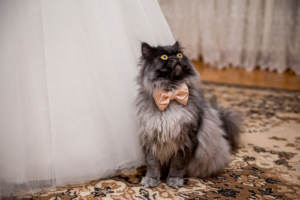 A cat next to a bride who is incorporating the pet in the ceremony.