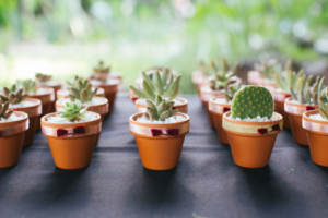 A budget-conscious floral arrangement consisting of potted succulents